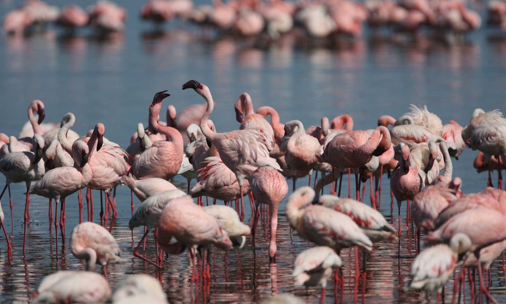 Stormo di fenicotteri rosa in piedi nell'acqua.